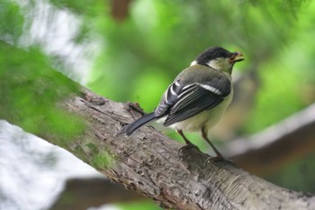 シジュウカラ 長浜公園 2022年6月10日(金)