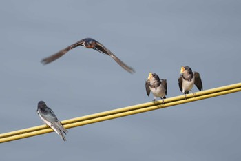 Barn Swallow 鶴見川(矢上川合流点付近) Mon, 6/13/2022