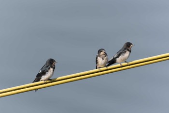 Barn Swallow 鶴見川(矢上川合流点付近) Mon, 6/13/2022