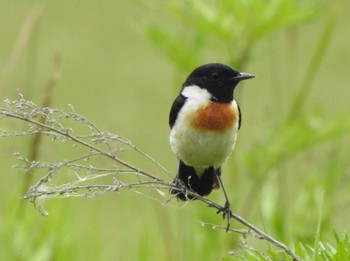 2022年6月10日(金) 十勝川河川敷の野鳥観察記録