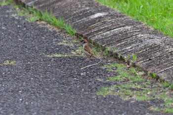 Eurasian Tree Sparrow Nagahama Park Sat, 6/11/2022