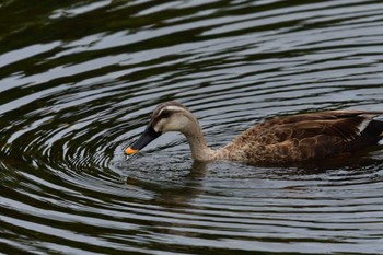 Eastern Spot-billed Duck Nagahama Park Sat, 6/11/2022