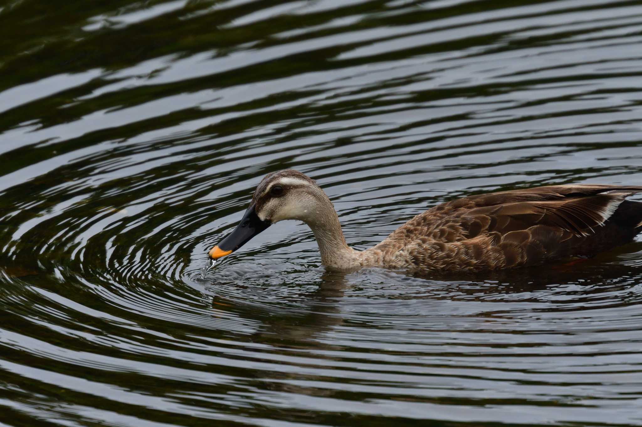 Photo of Eastern Spot-billed Duck at Nagahama Park by やなさん