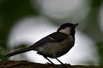 シジュウカラ 長浜公園 2022年6月11日(土)