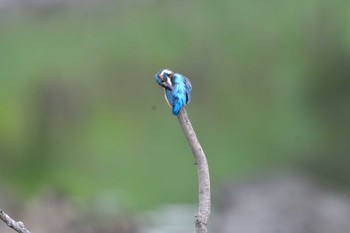 カワセミ 長浜公園 2022年6月11日(土)