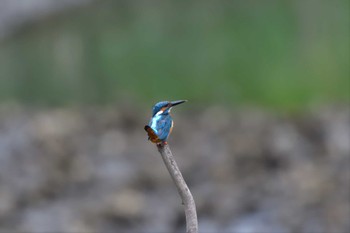 カワセミ 長浜公園 2022年6月11日(土)