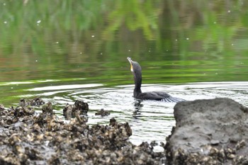 カワウ 長浜公園 2022年6月11日(土)