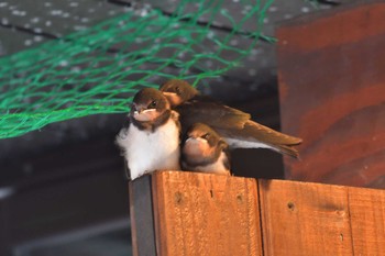 Barn Swallow 北鎌倉駅 Sun, 6/12/2022