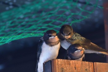 Barn Swallow 北鎌倉駅 Sun, 6/12/2022