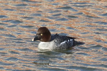 Common Goldeneye 北海道　函館市　松倉川 Tue, 1/2/2018