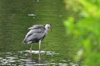 2022年6月12日(日) 長浜公園の野鳥観察記録