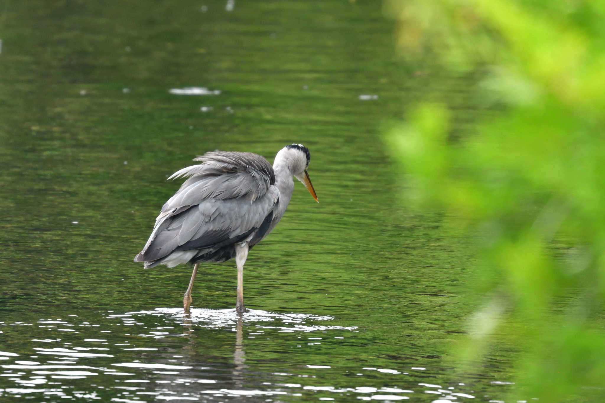 Photo of Grey Heron at Nagahama Park by やなさん