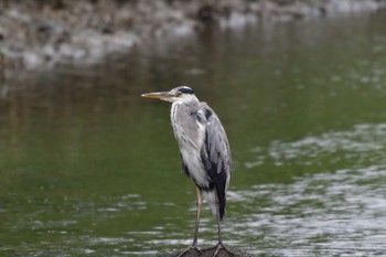 アオサギ 長浜公園 2022年6月12日(日)