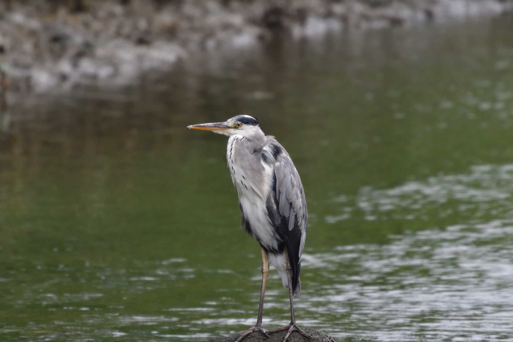 Photo of Grey Heron at Nagahama Park by やなさん