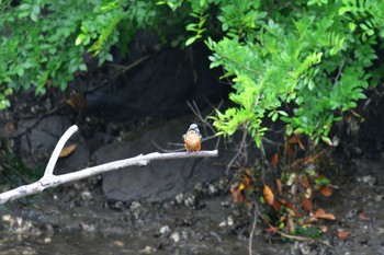 Common Kingfisher Nagahama Park Sun, 6/12/2022