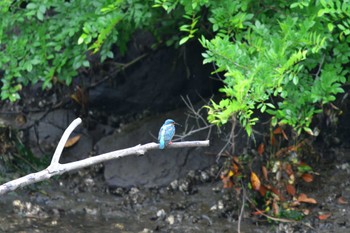 カワセミ 長浜公園 2022年6月12日(日)