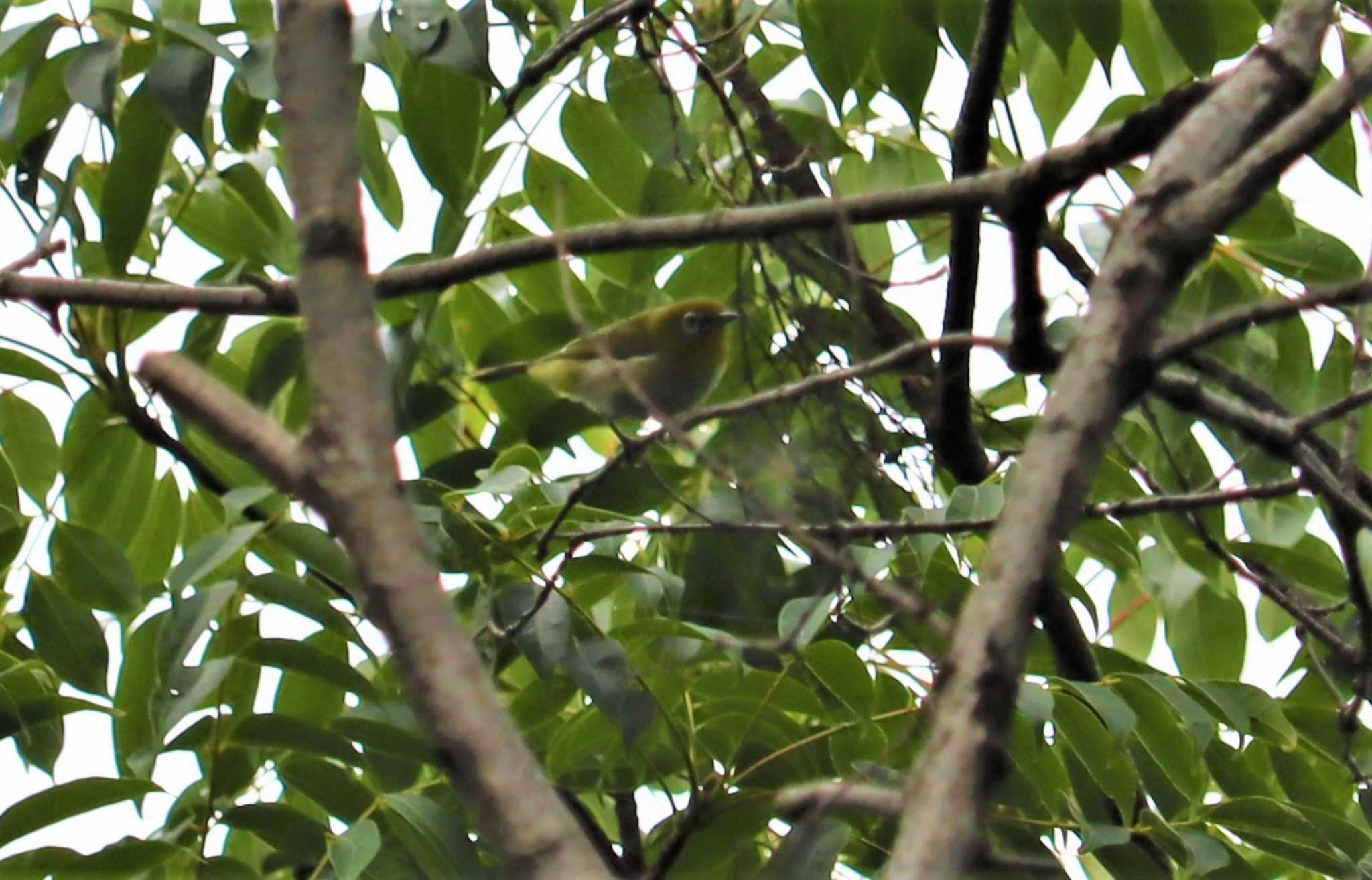 Warbling White-eye