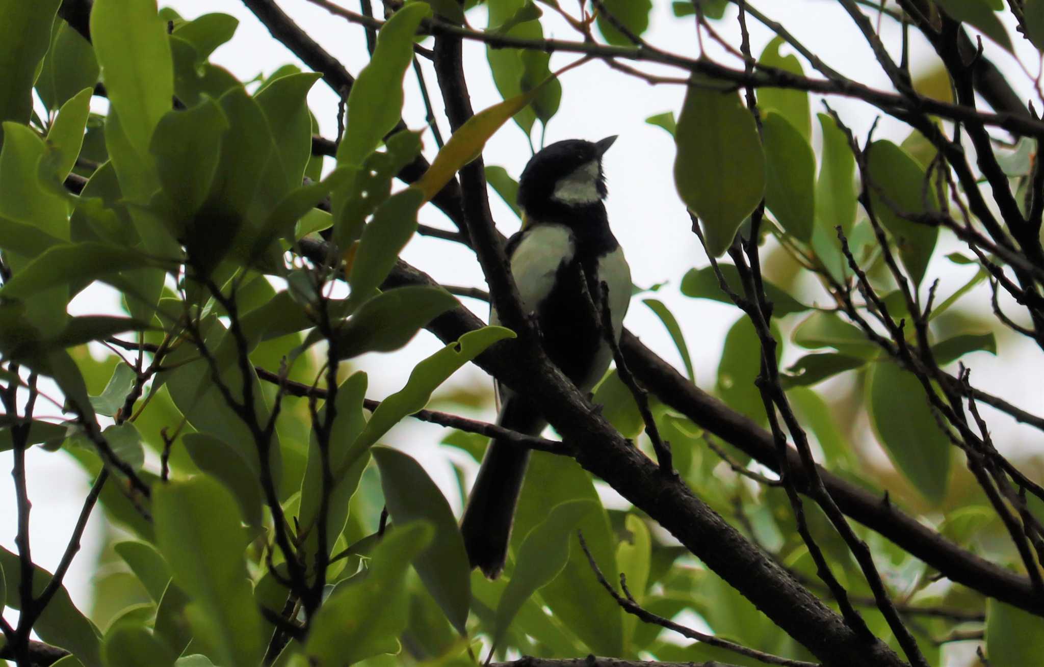 Japanese Tit