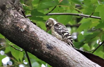 コゲラ 桧原公園(常滑市) 2022年6月13日(月)