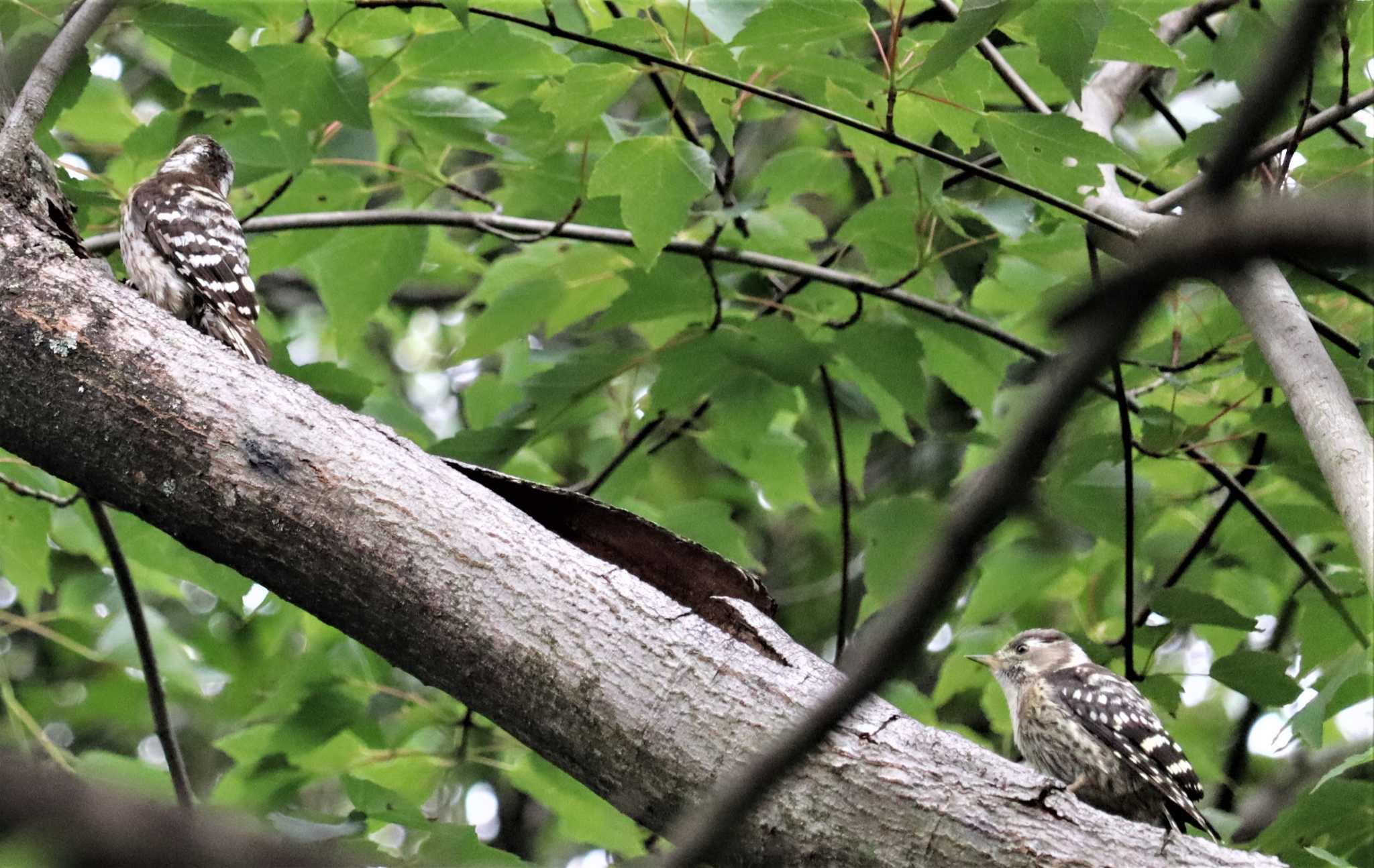 Japanese Pygmy Woodpecker