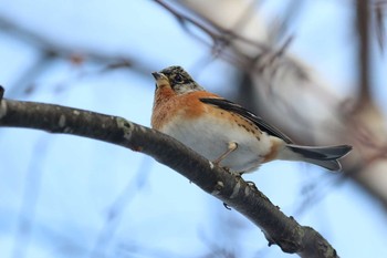 Brambling 北海道 函館市 東山 Tue, 1/2/2018