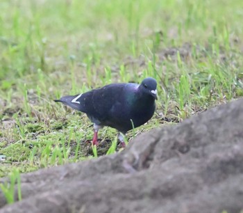 カワラバト 横浜市金沢区長浜公園 2022年6月13日(月)