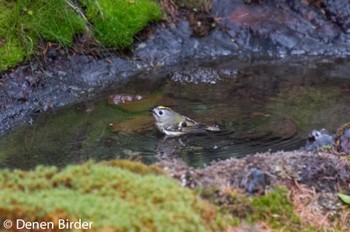 2022年6月11日(土) 奥庭荘(富士山)の野鳥観察記録