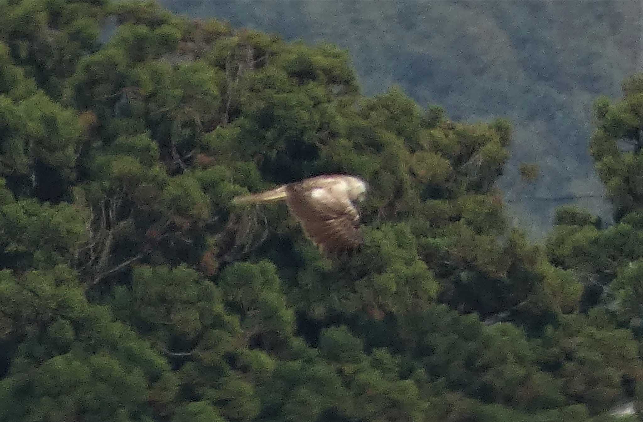 Eastern Buzzard