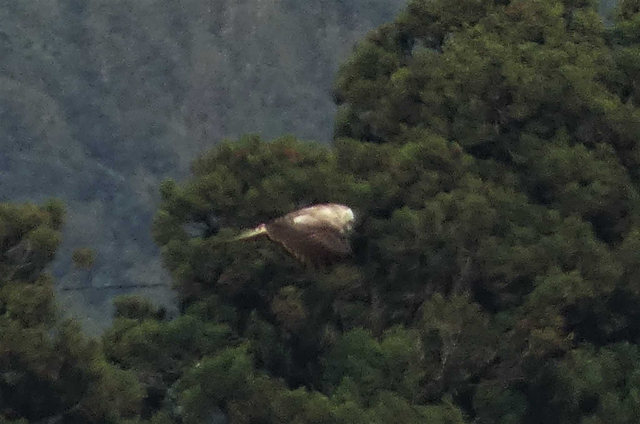 Eastern Buzzard