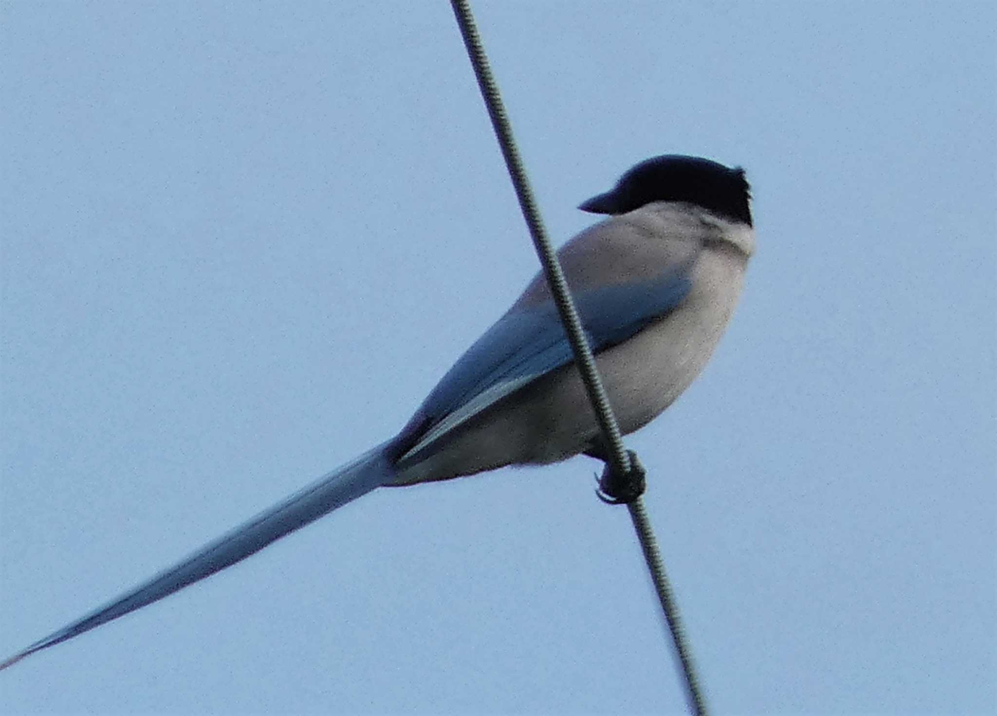 Azure-winged Magpie