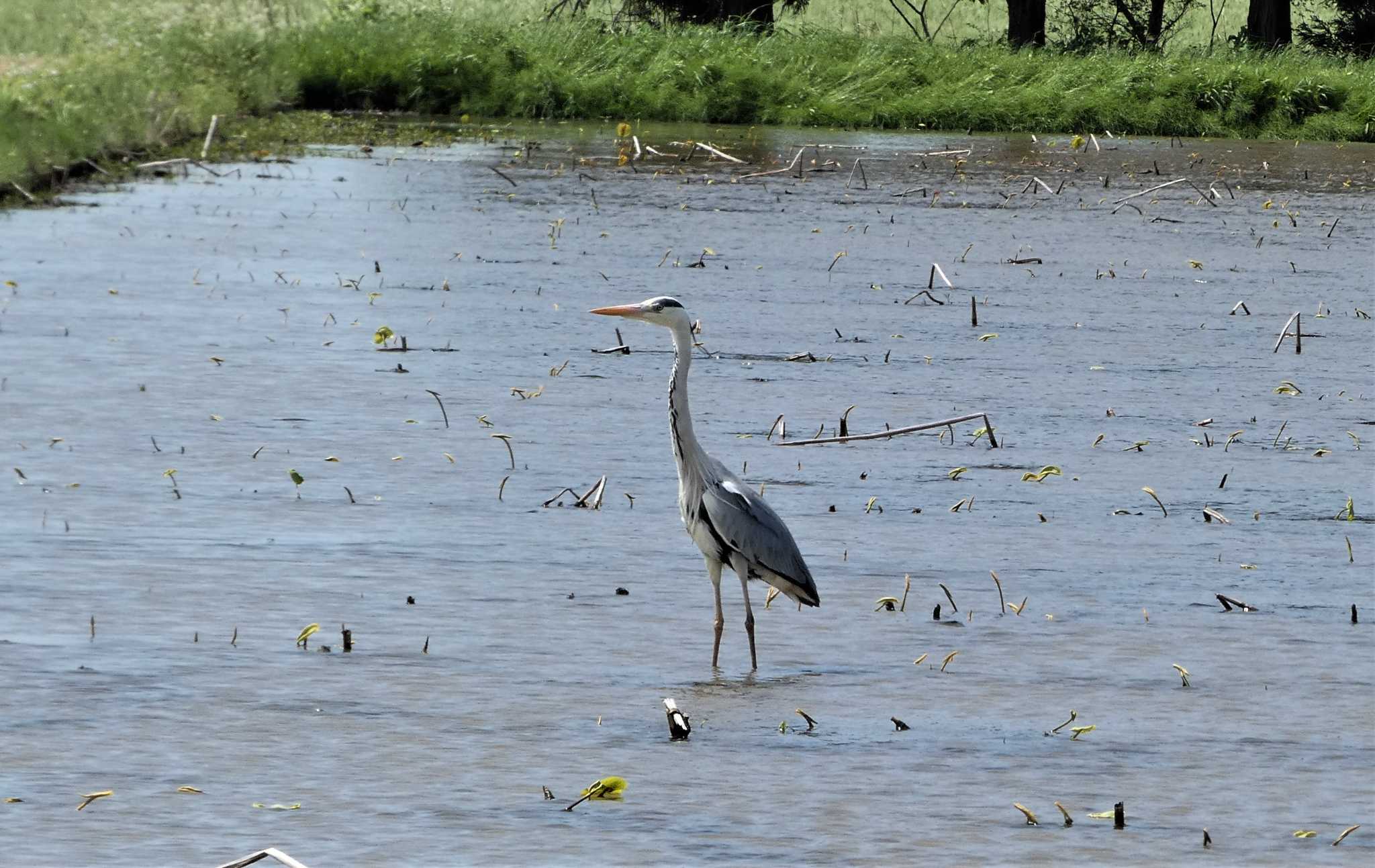 Grey Heron