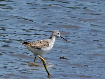 2022年4月30日(土) 河北潟の野鳥観察記録