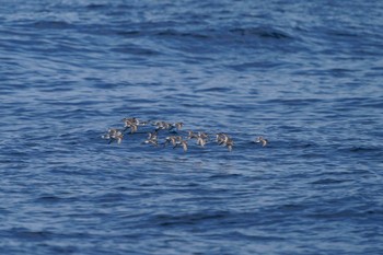 Red-necked Phalarope Unknown Spots Sun, 5/8/2022