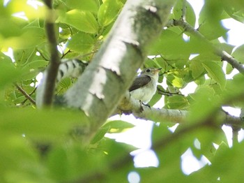 Asian Brown Flycatcher 御岳渓谷 Mon, 6/13/2022