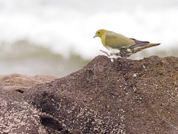 2022年6月11日(土) 大磯照ヶ崎海岸の野鳥観察記録