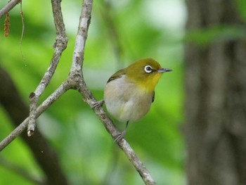 Warbling White-eye 秩父 Fri, 6/10/2022