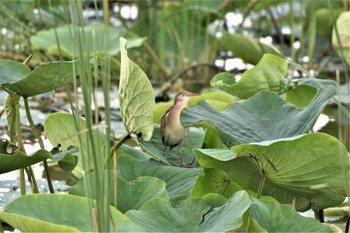 Yellow Bittern 板倉町 Sun, 6/12/2022