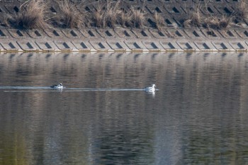 ミコアイサ 兵庫県明石市 2017年12月23日(土)