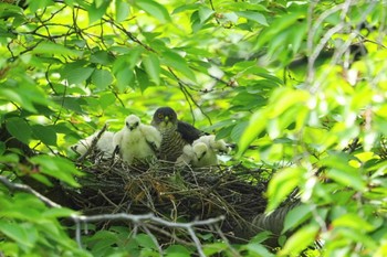 Japanese Sparrowhawk 越谷市 Sun, 6/12/2022