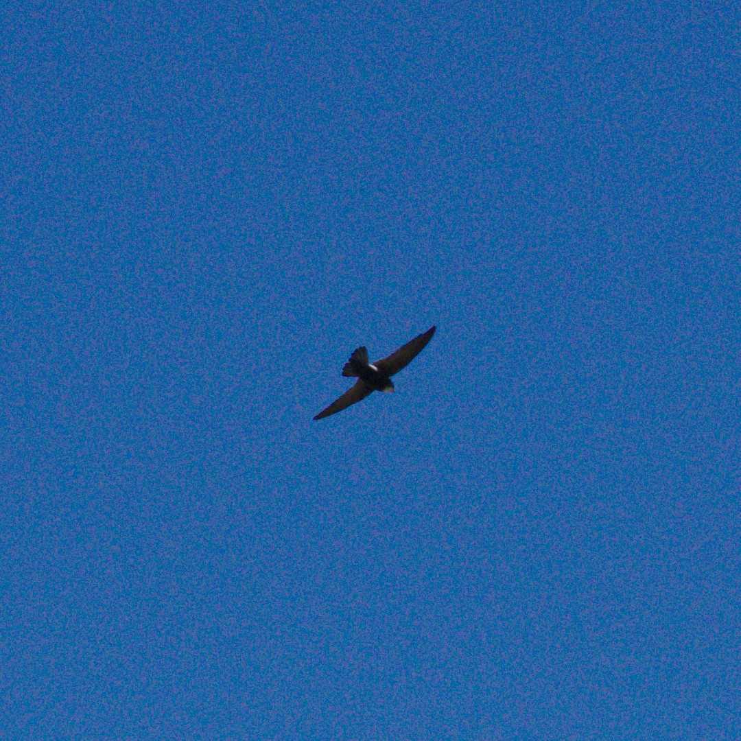 Photo of House Swift at 多摩川二ヶ領宿河原堰 by さすらう葦