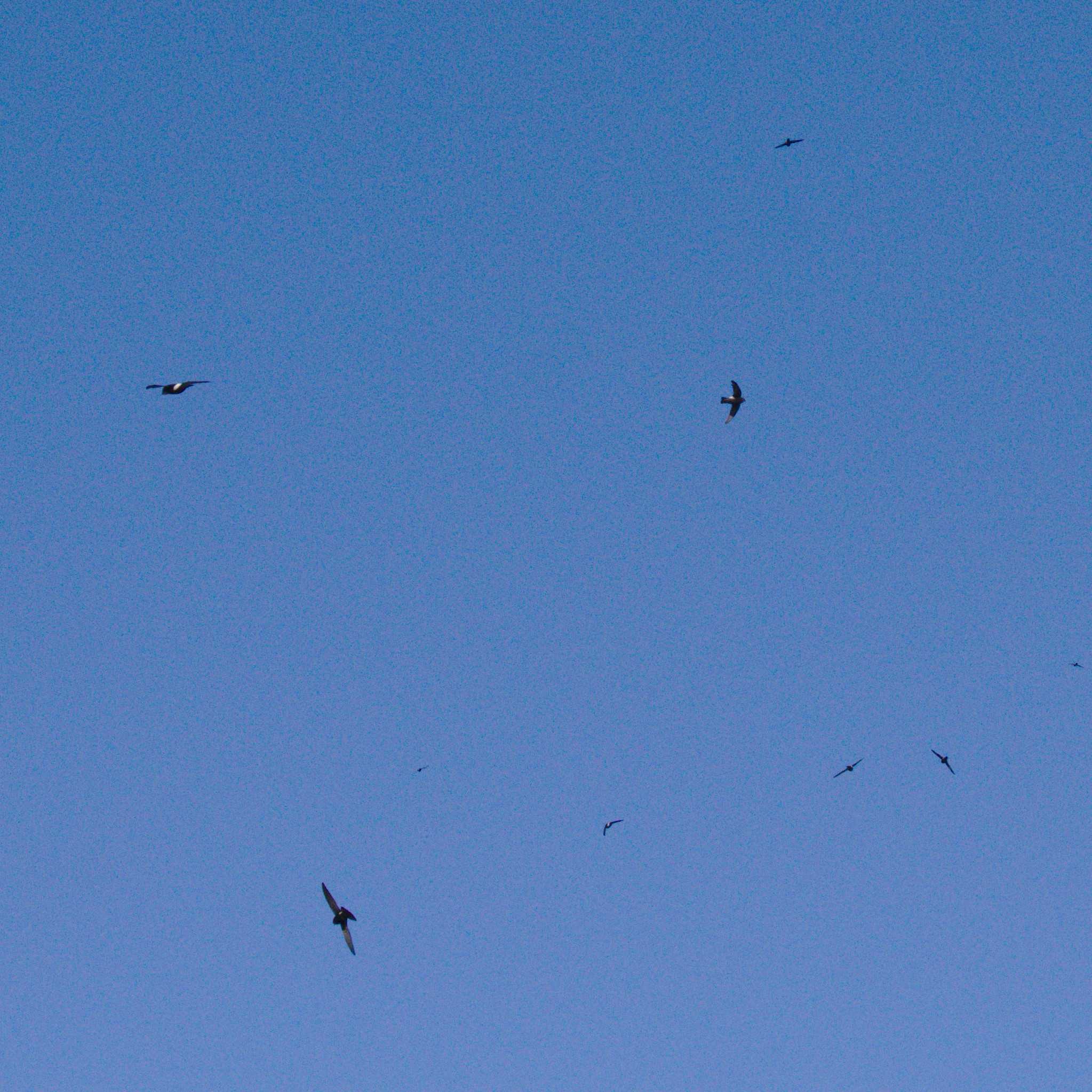 Photo of House Swift at 多摩川二ヶ領宿河原堰 by さすらう葦