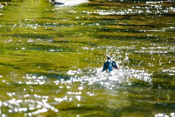 カワセミ 発寒川緑地(札幌市西区) 2022年6月14日(火)