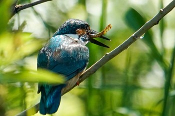 2022年6月14日(火) 発寒川緑地(札幌市西区)の野鳥観察記録