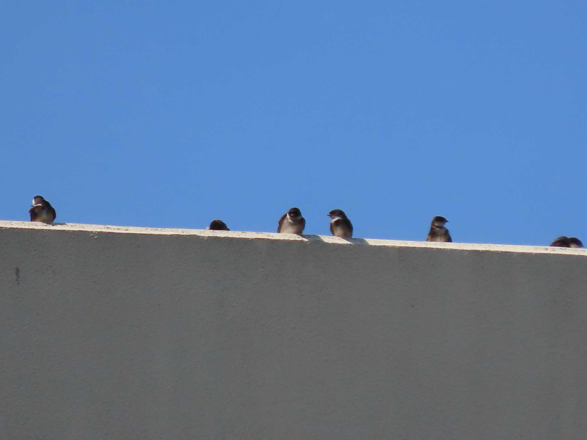 Photo of Asian House Martin at 荒川生物生態園(東京都板橋区) by のぐち