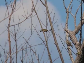 Grey-capped Greenfinch 荒川生物生態園(東京都板橋区) Sat, 6/4/2022