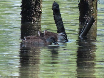 Eastern Spot-billed Duck 荒川生物生態園(東京都板橋区) Sat, 6/4/2022