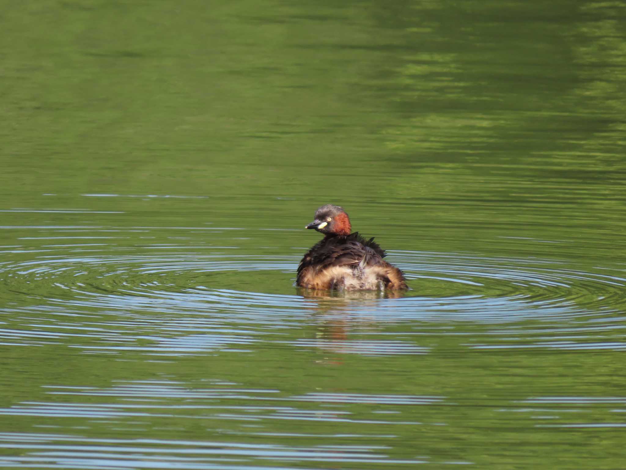 Little Grebe