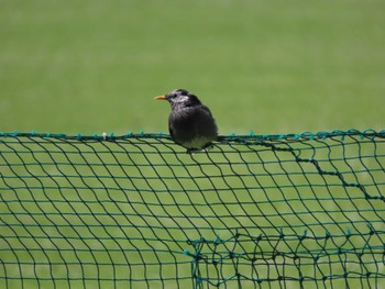 White-cheeked Starling 荒川生物生態園(東京都板橋区) Sat, 6/4/2022