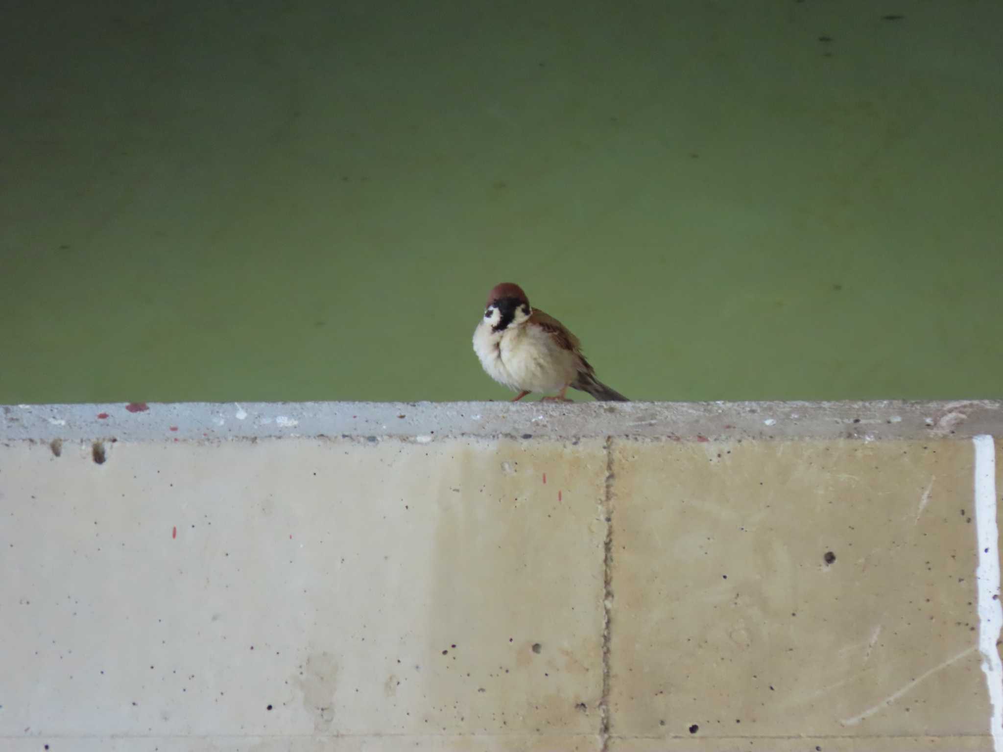 Photo of Eurasian Tree Sparrow at 荒川生物生態園(東京都板橋区) by のぐち