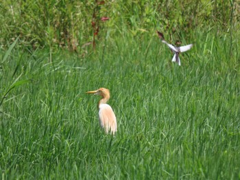 Eastern Cattle Egret 荒川生物生態園(東京都板橋区) Sat, 6/4/2022